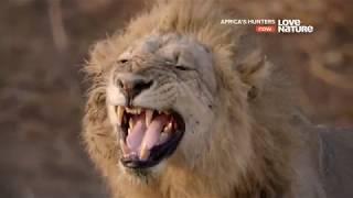 Африканские охотники / Africa's Hunters : Прайд с подростками 5 серия 4K