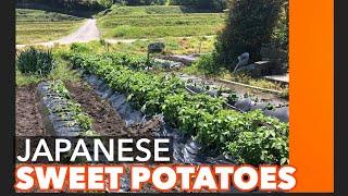 A Day In Japan : Planting Satsumaimo | Japanese Sweet Potato | NikkoVenture