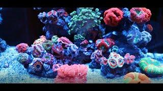 Insane Nano Reef Tanks