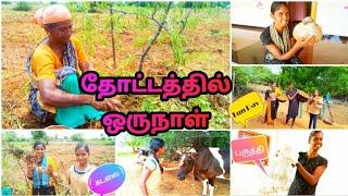 தோட்டத்தில் ஒருநாள்  |ஒரு நாளுக்கு இவ்வளவு வேலையா? |பருத்தி மூட்டை |கடலைகக்காடு| #Kallikkattukkari