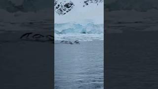 Penguins swimming at Neko Harbour in Antarctica! 