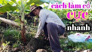 Trồng chuối già Nam Mỹ, cách làm cỏ gốc, để bón phân