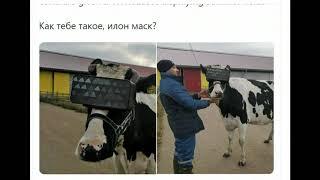 Moscow farm equip cows with VR glasses to relax and feel happier