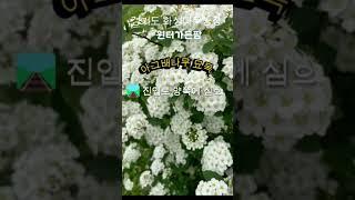 아그배나무 묘목 초특가분양중   #아그배나무 #포인트목 #화성나무농장 #윈터가든팜