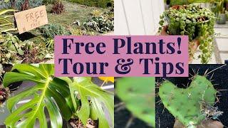 Free Plants Tour & Tips for Finding Free Plants