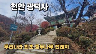 우리나라 최고 오래된 호두나무가 있는 천안광덕사