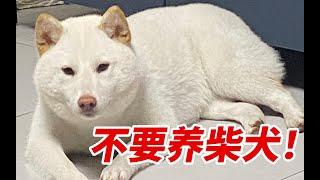 千万不要养柴犬！