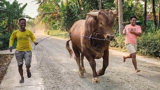 SAPI 1 TON | WARISO KEGIRANGAN MAIN DILUAR KANDANG !!