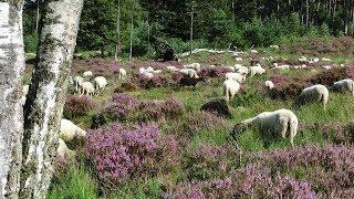 Zwerven op de Veluwe 8