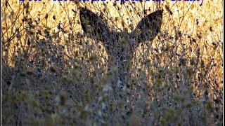 Video Shoot was on Rd 78A in Yolo County