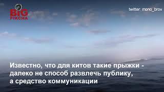 Киты выпрыгивают из воды перед туристами в Канаде