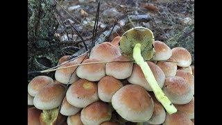 The Poisonous Sulphur Tuft, Hypholoma fasciculare. Very Common.