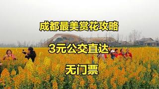 成都最美赏花之旅及攻略，3元公交直达，第一次看到4种油菜花太美