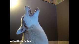 Siberian Husky Howling Compilation