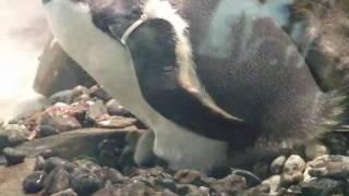 Gentoo Penguin Chick