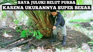 Dikira Hoax Padahal Nyata.. Memancing Belut Monster Super Besar Di Kebun Sawit. Belut Purba Kah Ini?