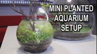 Mini Planted Aquarium Setup - No Filter