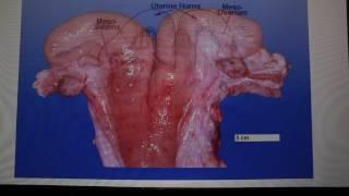 Normal Function of the Non-Gravid Bovine Uterus