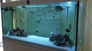 1200 litre salt water fish tank only London