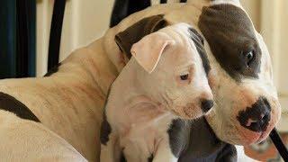 Mother Dogs Protecting Their Babies Compilation