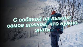 С собакой на лыжах: самое важное, что нужно знать