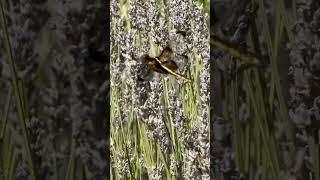 Is this real? Look what I found in the lavender field yesterday. #gardening #gardengurus #shorts