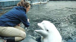 "Kelsey and Her Beluga Bestie" by Aquarium Love Stories