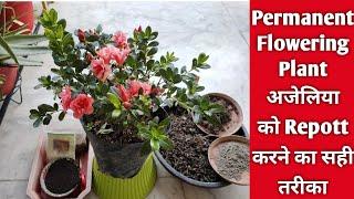 Permanent Flowering Plant Azalea को Repott करने का सही तरीका | How to grow and care Plant | Azalea