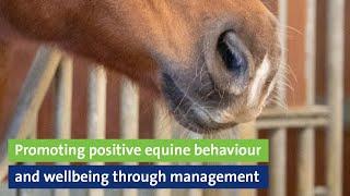 Webinar: Promoting positive equine behaviour and wellbeing through management