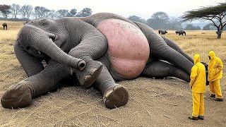 elephant explodes on camera..
