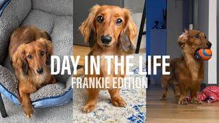 Day In The Life Of My Mini Dachshund!