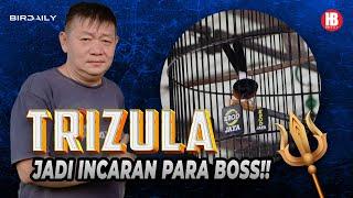 MURAI BATU TRIZULA - CION TASIKMALAYA - AMUNISI UNGGUL INCARAN PARA BOSS!!!