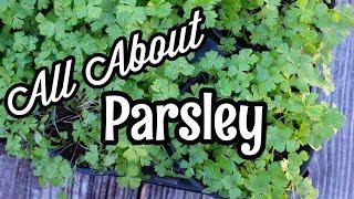 All About Parsley