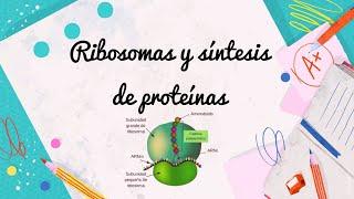 Ribosomas y síntesis de proteínas #claseonline