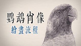 可愛鸚鵡肖像｜鉛筆素描縮時過程