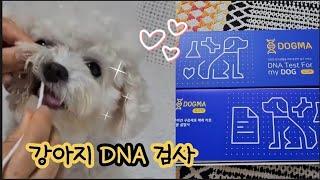   강아지 유전자 검사 |  피터페터 강아지 DNA 검사로 유전병 미리미리 알고 대비해요!!  | 우리집 강아지는 미니비숑