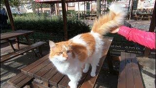 Cat with fluffy tail is so lovely but a little jealous