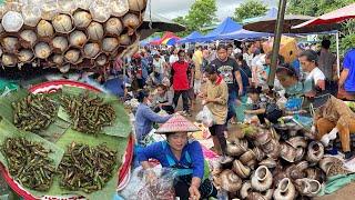 ยามเช้า ตลาดนัดไทยลาว บ้านหนาด จ.นครพนม ของป่าลาว หน้าฝน ต่อหัวเสือ หน่อไม้กะแสน บรรยากาศบ้านๆ