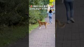 서울대 기숙사 들개 출현 a wild dog in SNU dorm