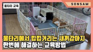 울타리에서 낑낑거리는 새끼강아지,  한번에 해결하는 교육방법 (Feat. 말티즈 탄이)