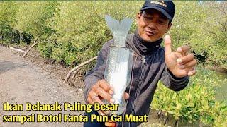 MANCING IKAN BELANAK PAKAI BOTOL FANTA SIZE 1 LITER!!! auto strike terus@JhonyAngler