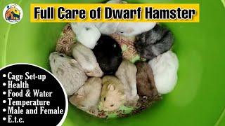 Dwarf Hamster :  Full Care of Dwarf Hamster