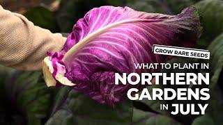 GROW RARE SEEDS | What To Grow In July In Northern Gardens