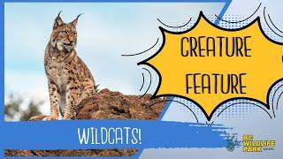 Wild Cats Of Canada (Creature Feature Series)