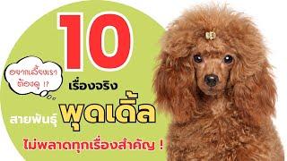 10 เรื่องจริงสายพันธุ์พุดเดิ้ล ทุกอย่างที่คนอยากเลี้ยงต้องรู้รวมในคลิปเดียว | #ecobok