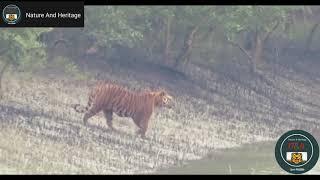 Royal Bengal Tiger Swim to Cross the River. #NatureAndHeritage. | Wildlife's | | Wild Animals |