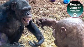 Jambo the Alpha Chimp Takes Tommy Under His Wing