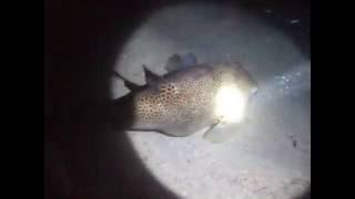 Starry toadfish (Pufferfish) at Night Dive on Bateen Breakwater (W), Abu-Dhabi, 3/4/2013