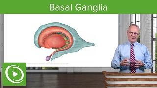 Basal Ganglia: Structures & Intrinsic Connections – Brain & Nervous System | Lecturio