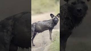 The resilience of nature is inspiring|Tripod, the 3 legged wild dog #tripod #dog #animals